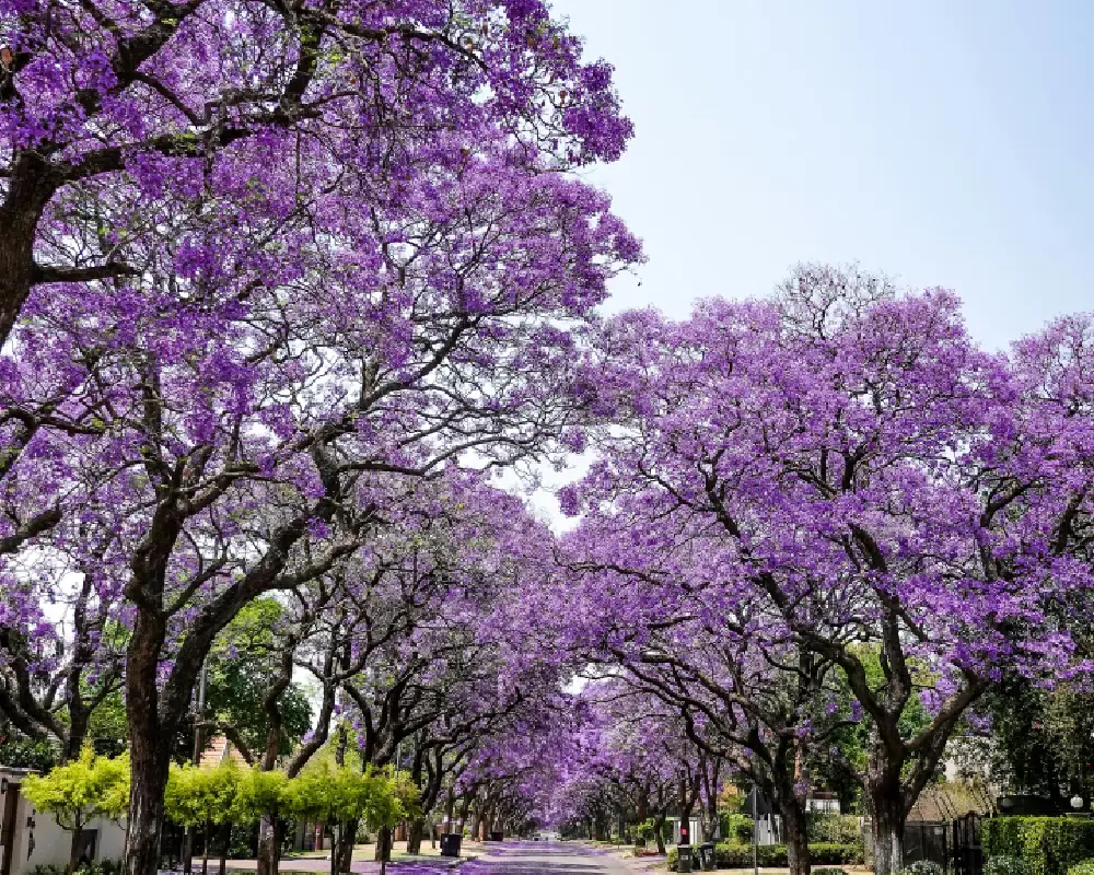 Jacaranda trees lining a quiet residential street in regional New South Wales, Australia