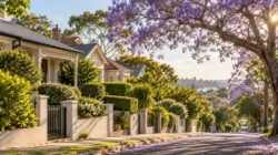 Leafy residential street with Australian homes and a flowering jacaranda tree